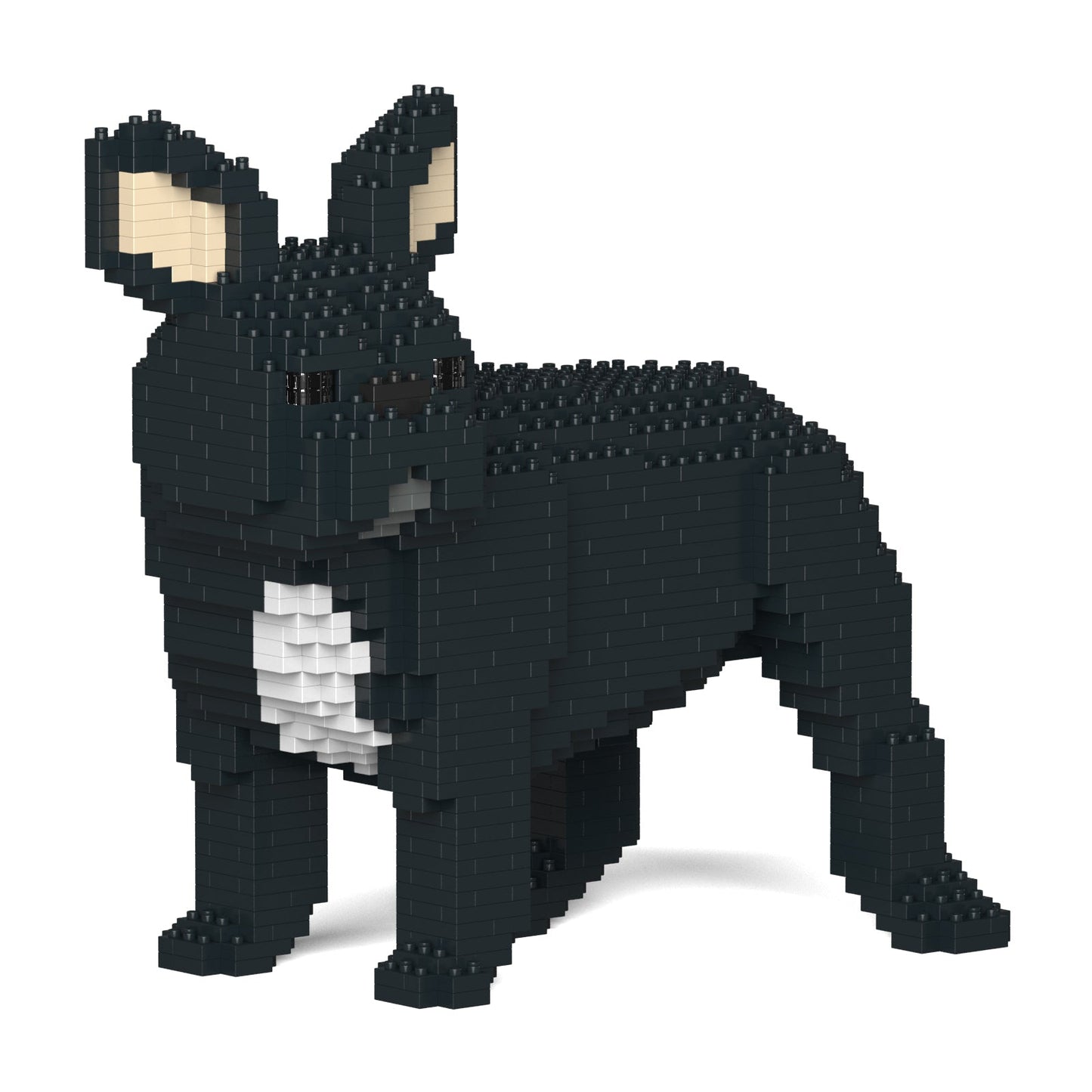 French Bulldog 03-M03