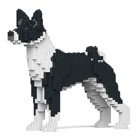 Basenji 01-M02